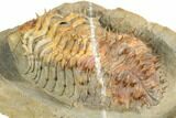 Spiny Drotops Armatus Trilobite - Colorful Shell #192502-5